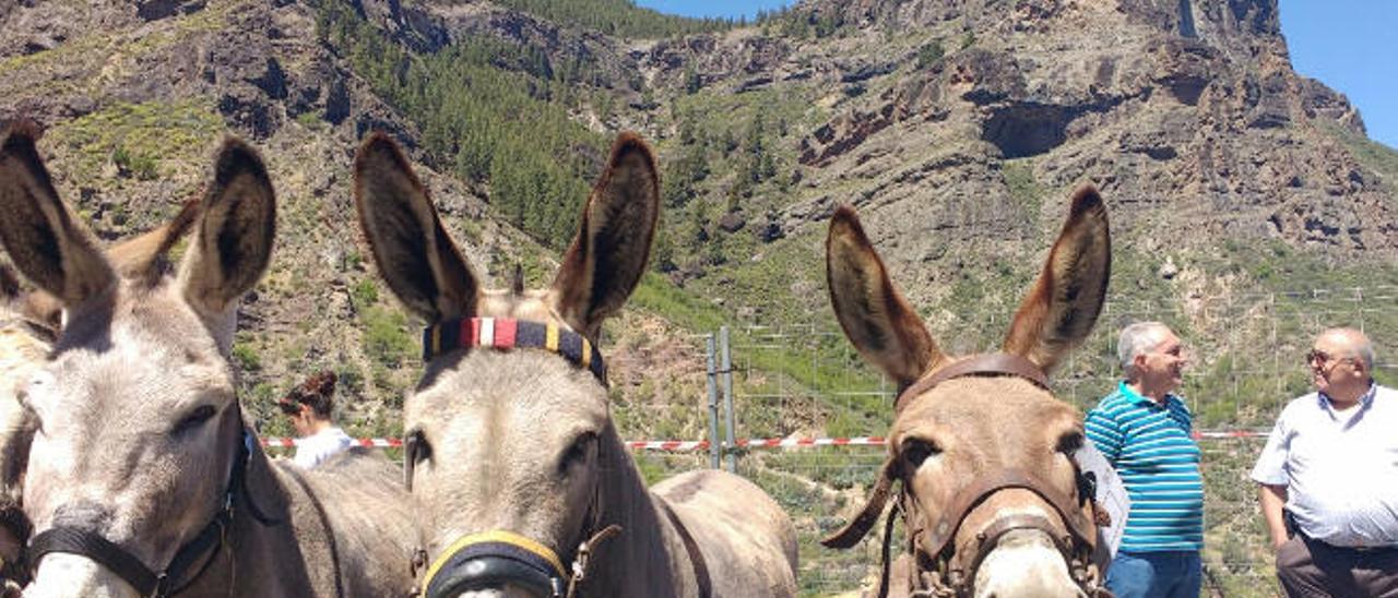 La parranda de burros de La Culata