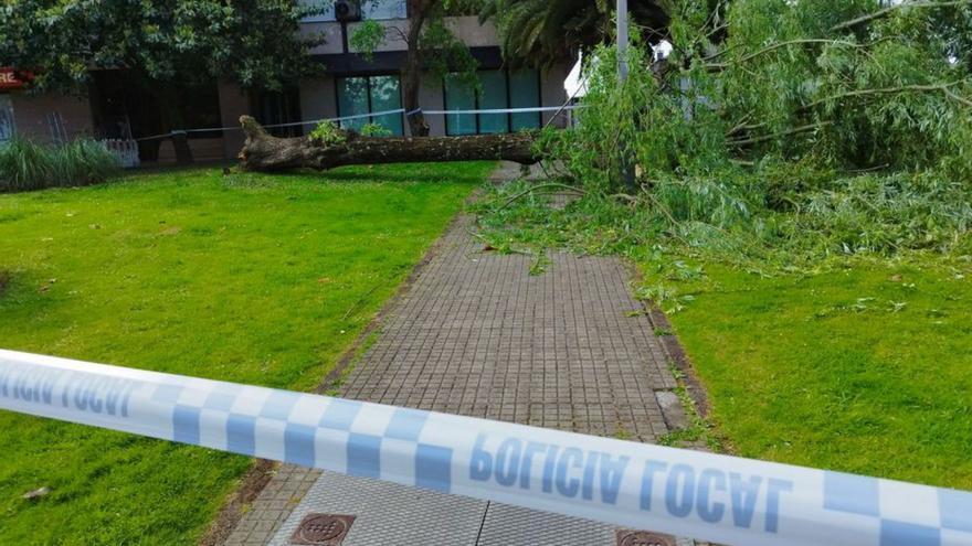 Cae un árbol de grandes dimensiones en un parque de la calle Pardo de Cela