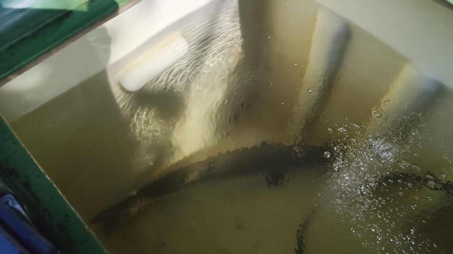 El Narcea ya tiene su campanu, solo un día después del del Sella: pescado en el pozo El Viso por Miguel Corral
