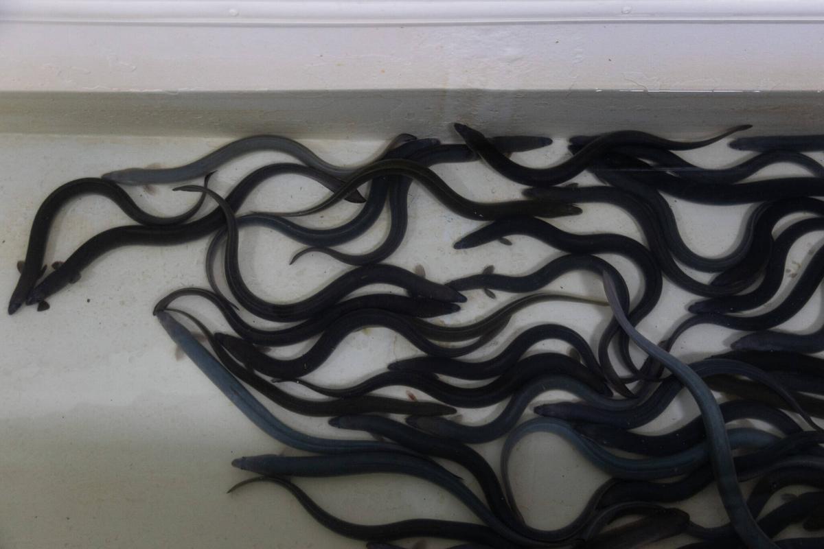 Anguilas en la Comunidad de Pescadores de El Palmar