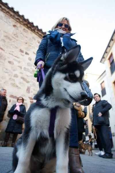 Los perros gobiernan por san Antón en Zamora