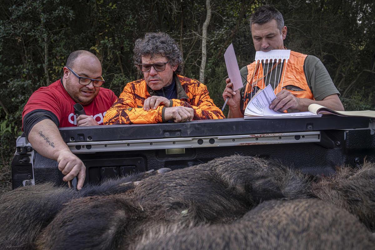 Así funciona una batida de caza en Girona: seguridad, convivencia y control del jabalí