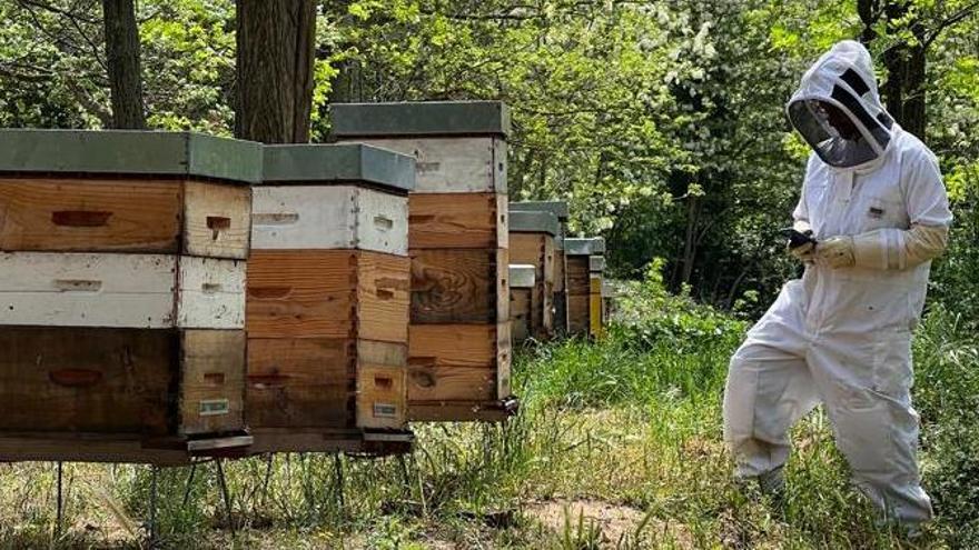 Un apicultor utilitzant l'aplicació