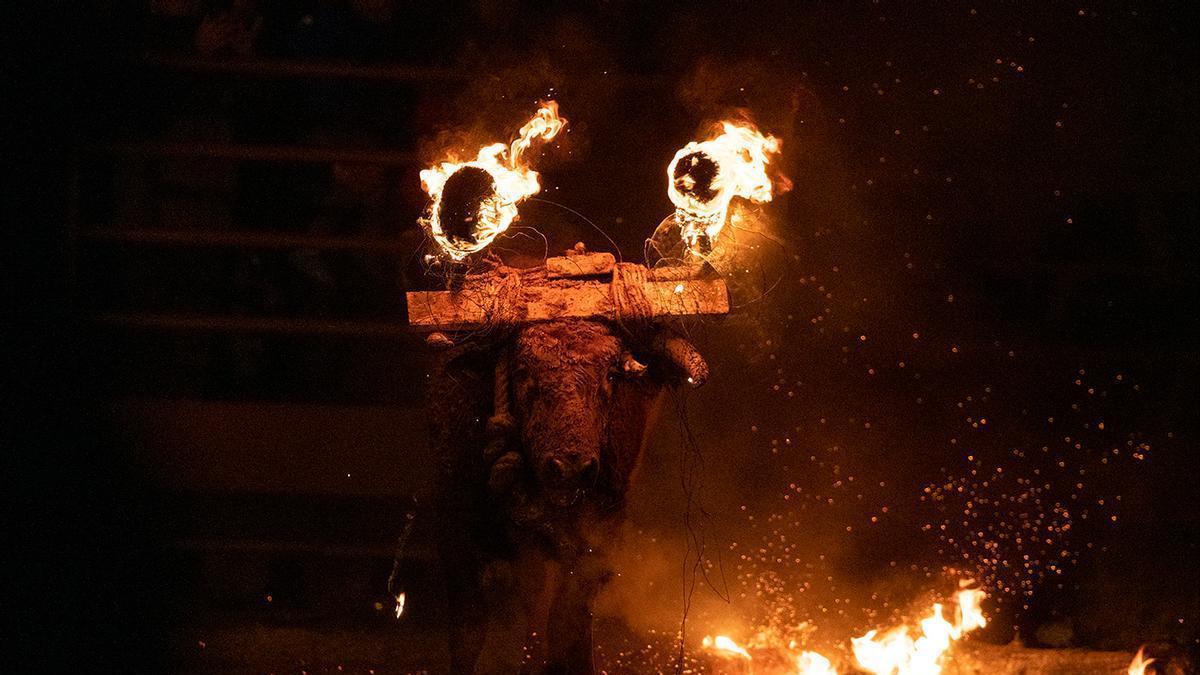 Imagen difundida por la Plataforma Defensa Animal del "bou embolat"