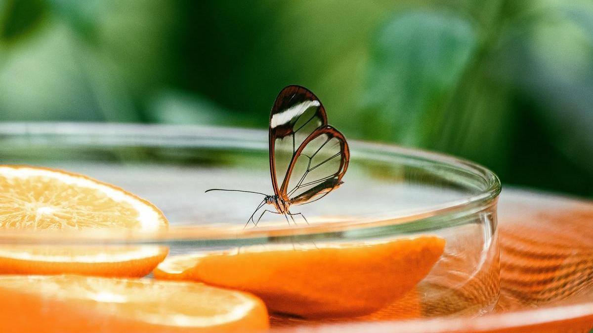 Dos tercios de las especies de mariposas del mundo están amenazadas por el cambio climático.