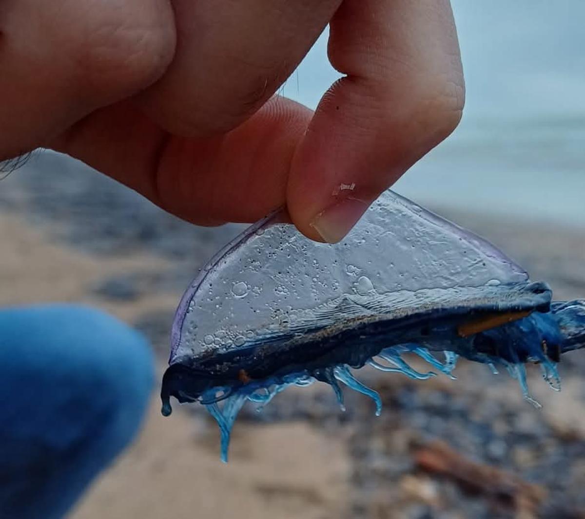 Un ejemplar de "velella velella".