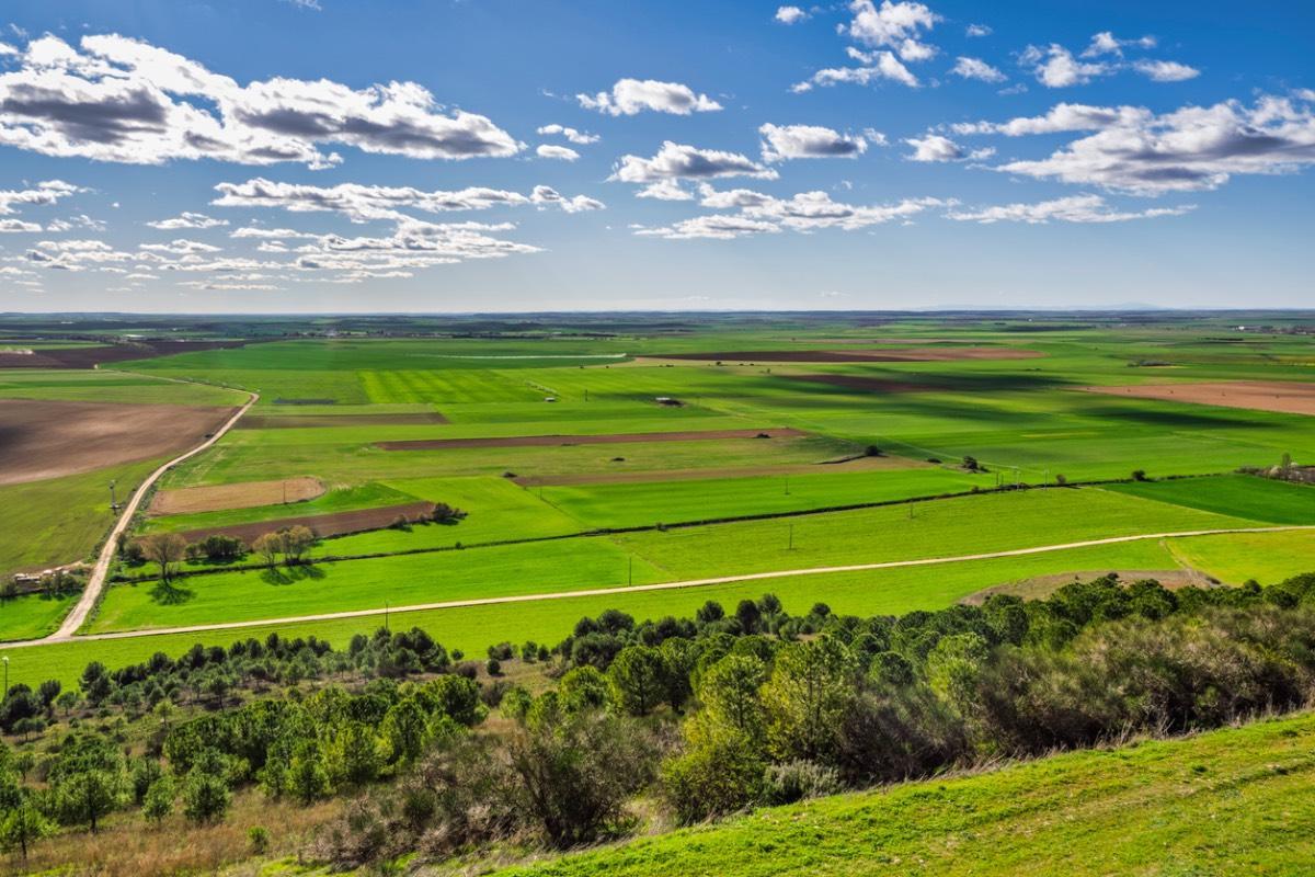 Miguel Delibes quedó enamorado de esta comarca y sus paisajes repletos de campos de cereal