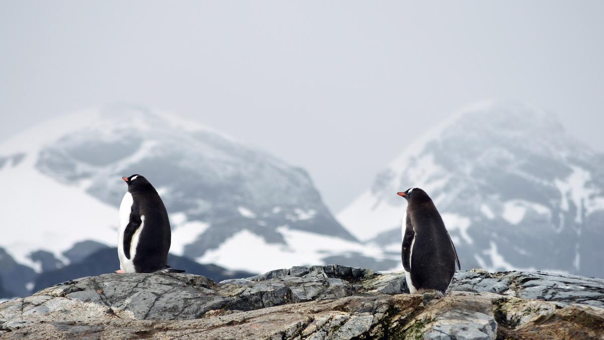 Pingüinos en la Antártida