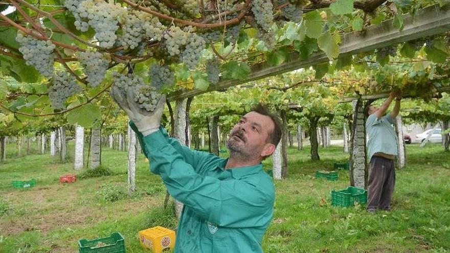 Vendima en la D.O. Rías Baixas. // Rafa Vázquez