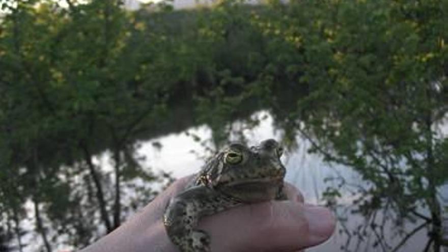 Un humedal desconocido  en Pinoso