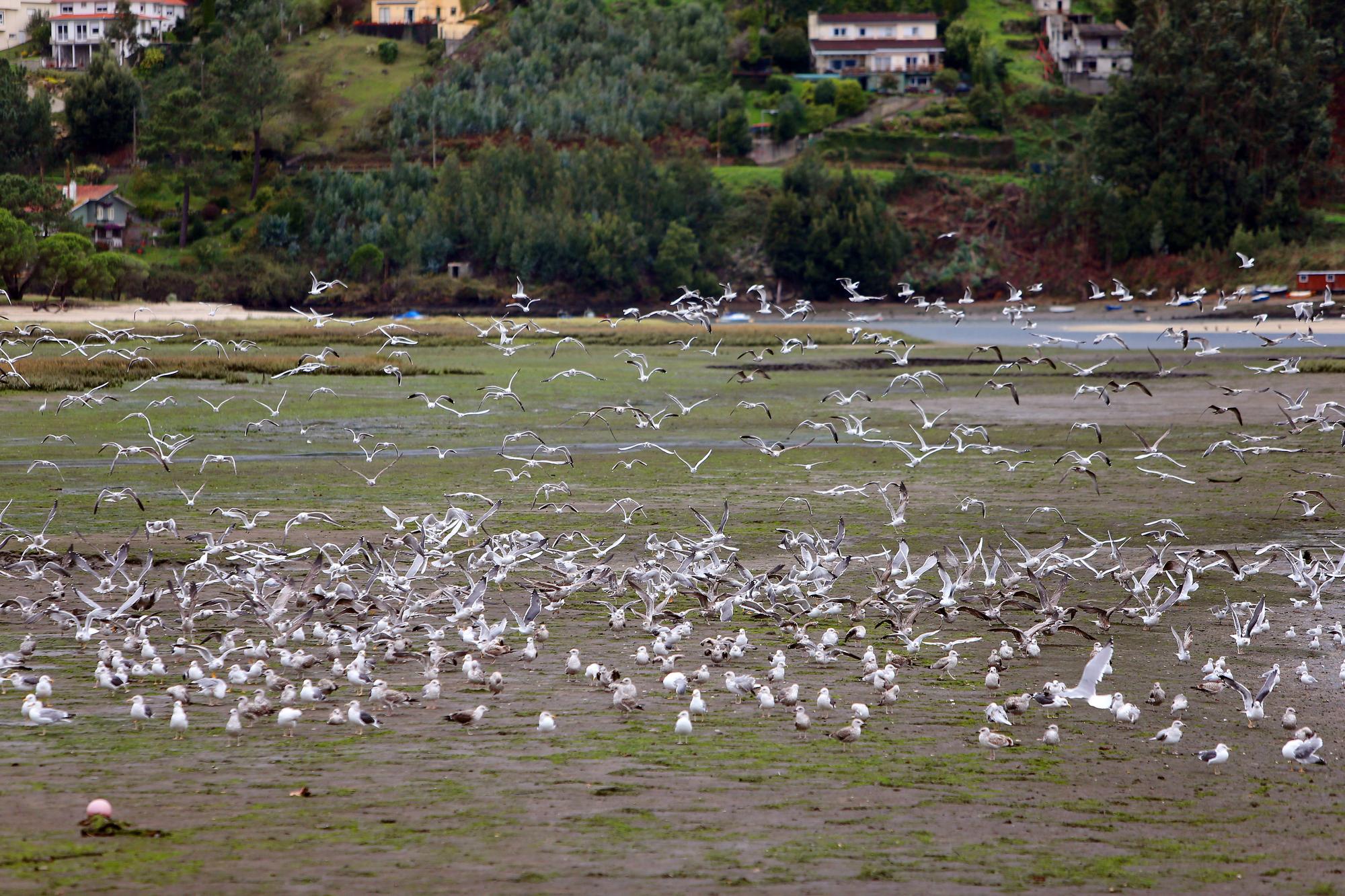 La belleza natural del estuario de Foz que atrae a esta bandada de gaviotas