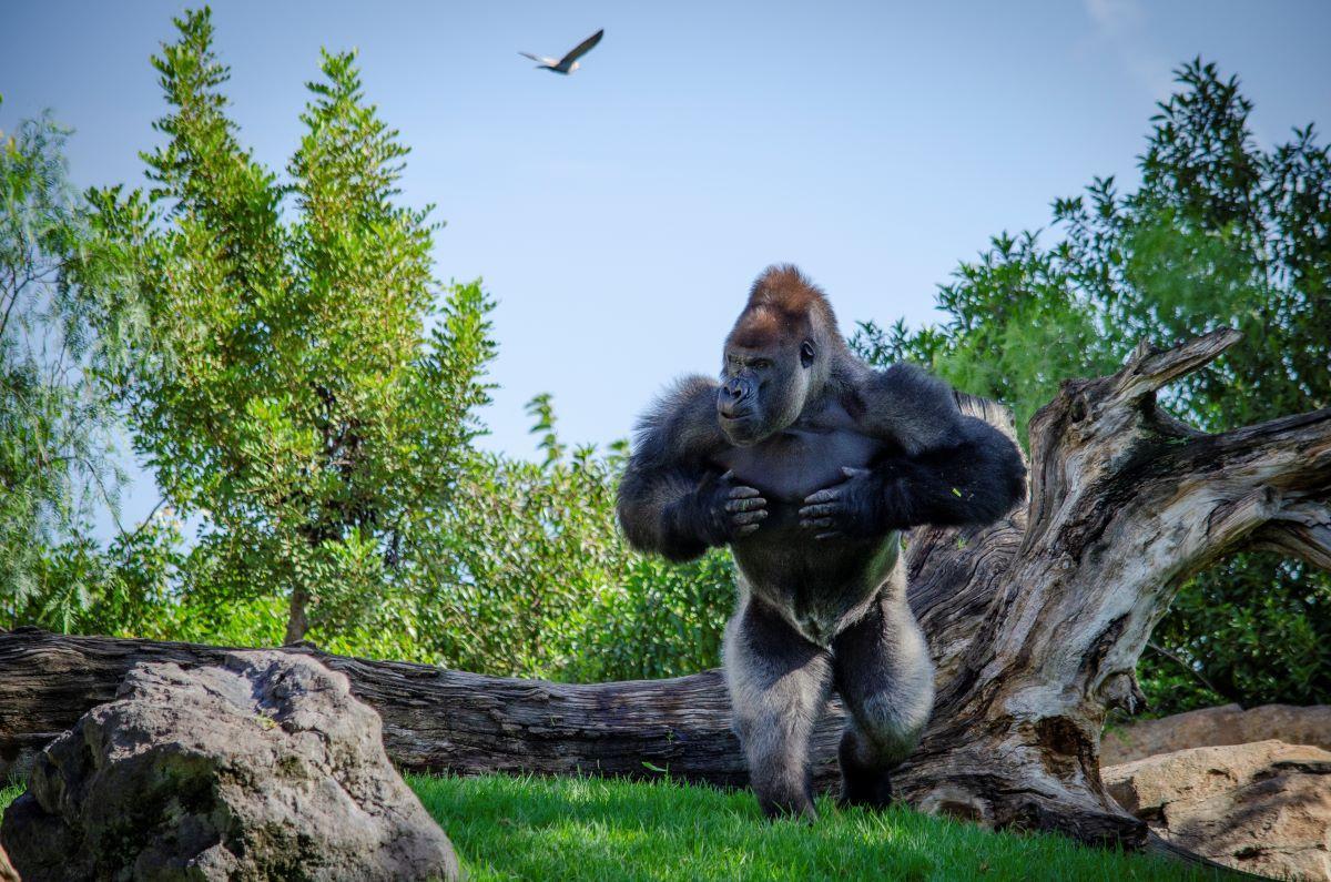 Així és l’experiència BIOPARC: La natura salvatge més a prop