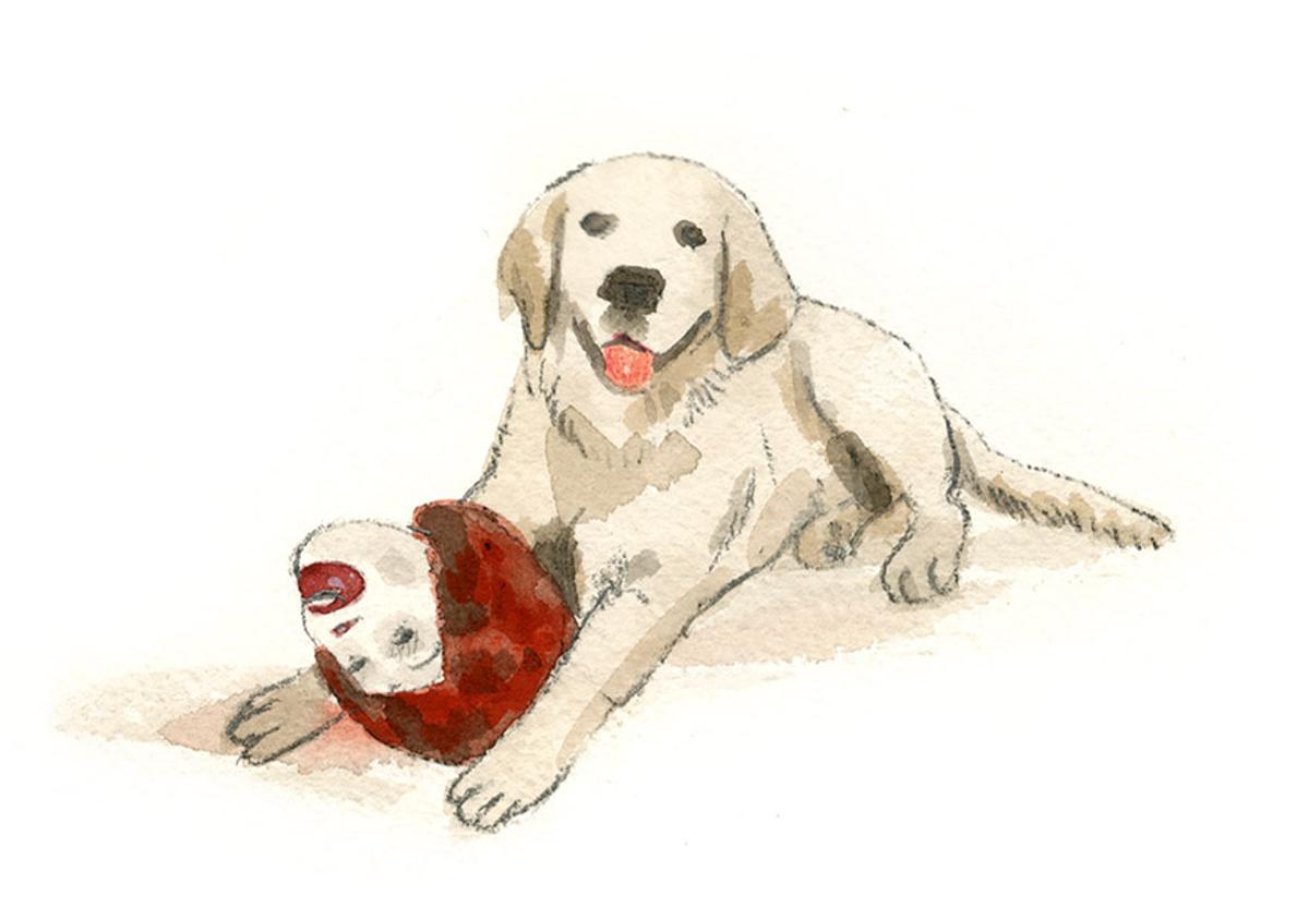 Un labrador con la cabeza del payaso.