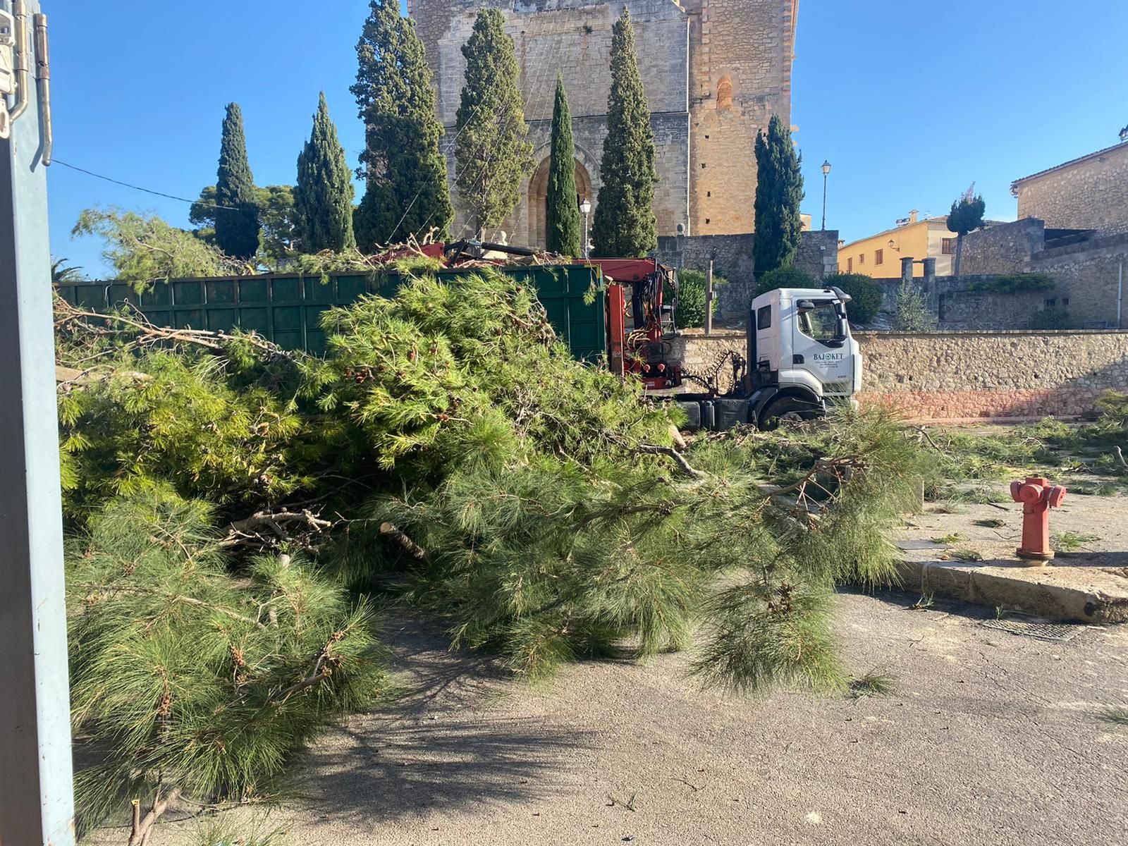 El Ayuntamiento tala todos los pinos de la Plaça de Selva