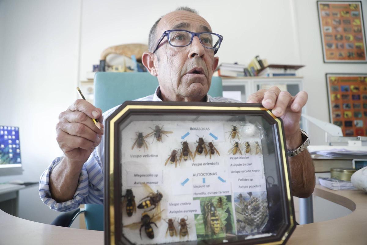 Francisco Puerta sostiene un panel con especies de avispas presentes en la Península, incluidas las invasoras en la parte superiores. Las más grandes, abajo a la derecha, son autóctonas.
