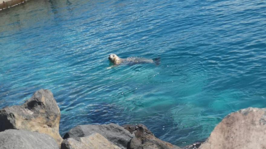 Foca gris en el Muelle Nelson Mandela de Las Palmas de GC