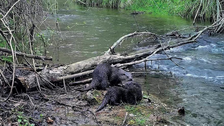 La mejora de los ríos favorece la recuperación de la nutria, que saldrá del Catálogo de Especies Amenazadas