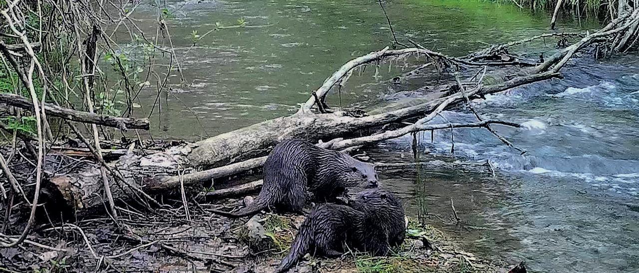 Una nutria en un río