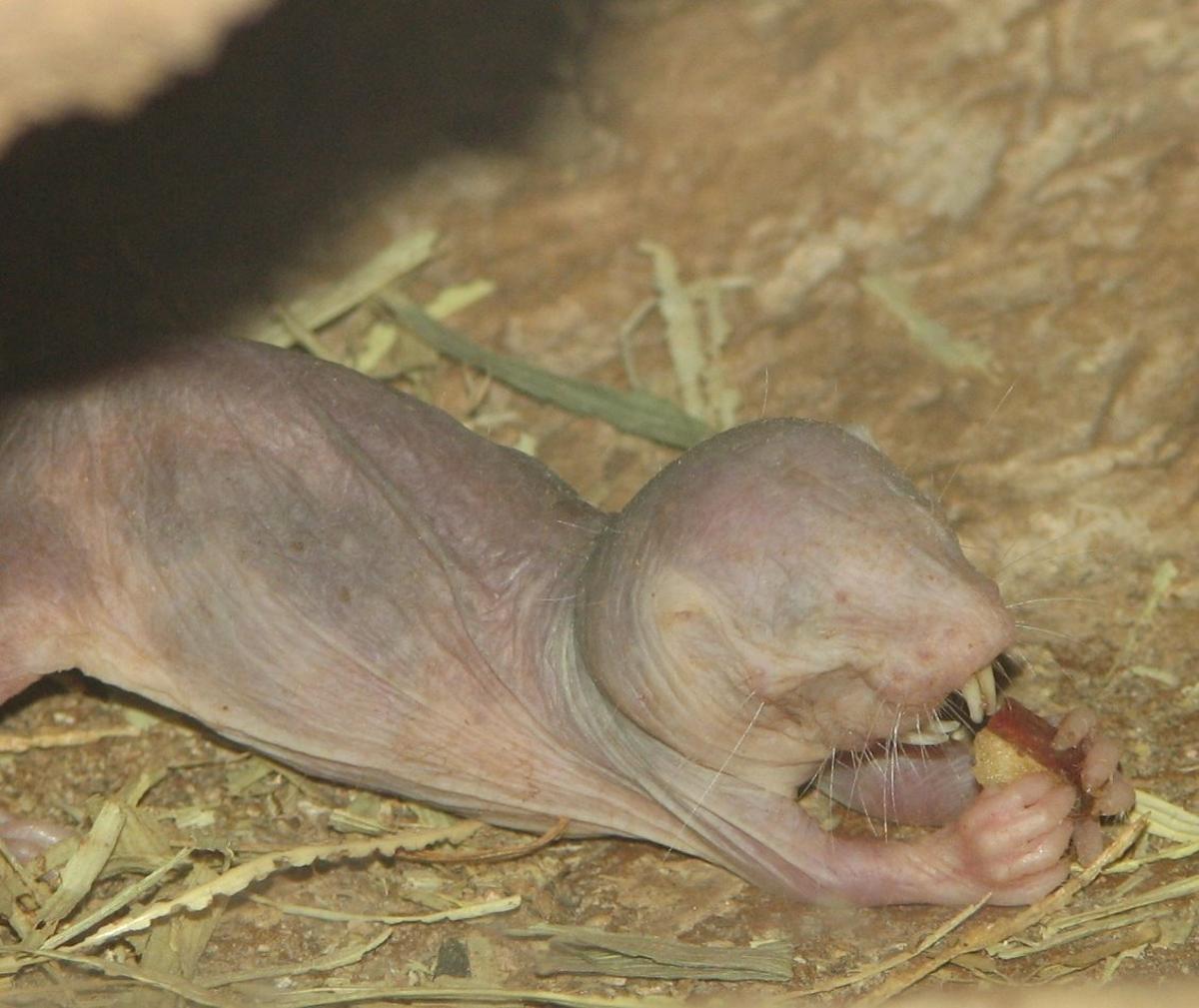 Un animal con superpoderes: la ‘rata topo desnuda’ guarda el secreto de la eterna juventud