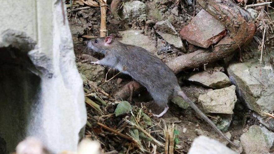 Firmas contra el &quot;genocidio&quot; de las ratas en París