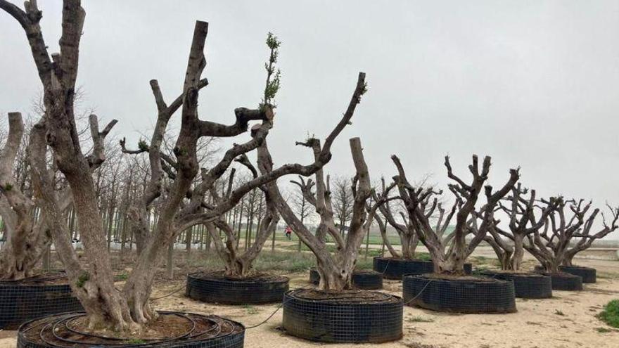 El Ayuntamiento garantiza la viabilidad de los once olivos retirados de la plaza Salamero tras su adecuado trasplante