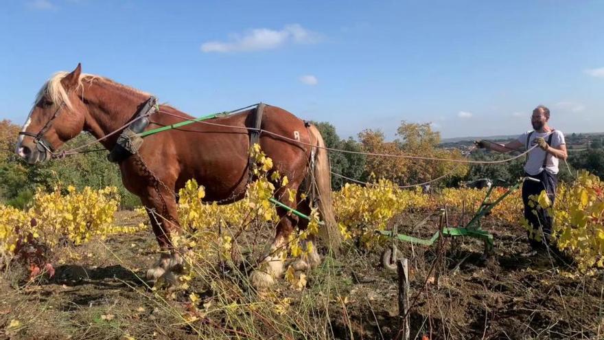 Recuperación de la agricultura tradicional en Villadepera