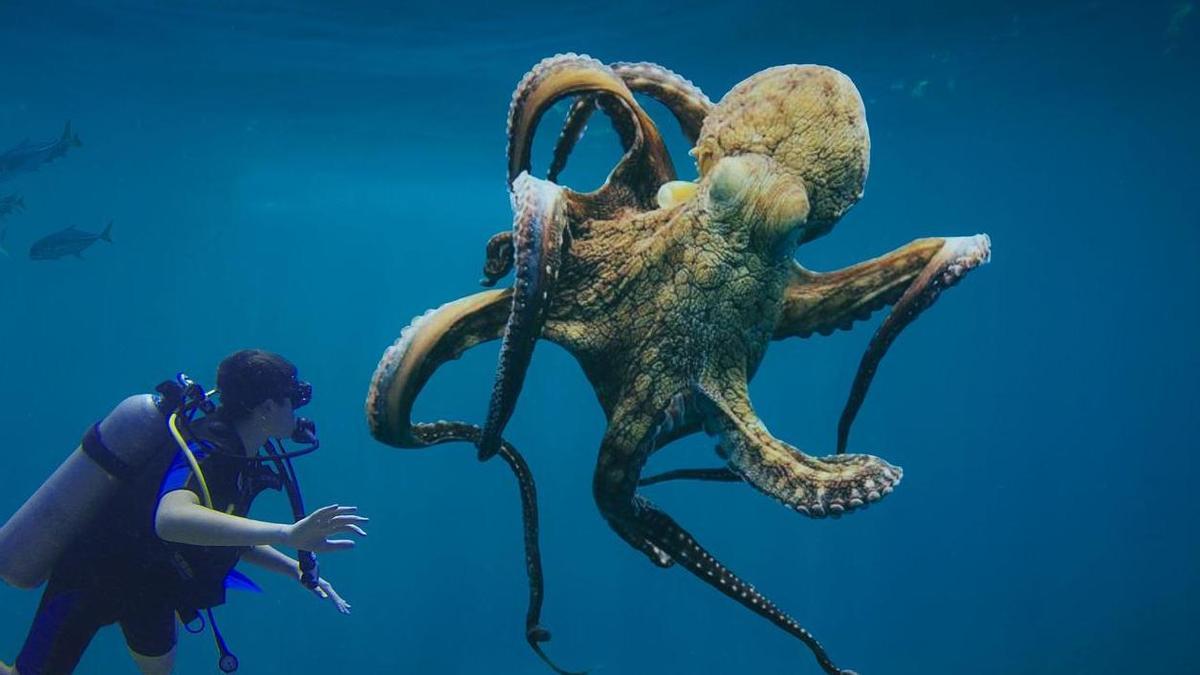 El calentamiento de las aguas en términos globales ha deparado este año una inesperada presencia masiva de pulpos en las costas inglesas.
