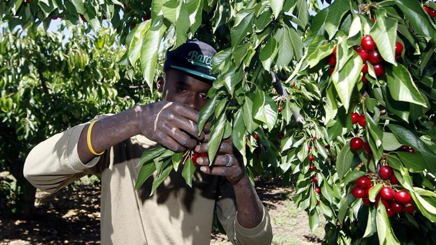 La recolección de la fruta requiere más de 7.000 trabajadores al mes