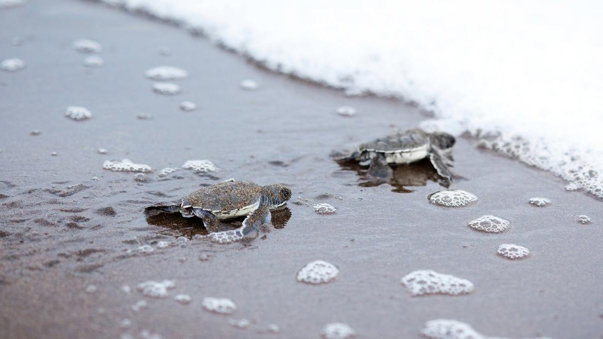 tortugas en costa rica