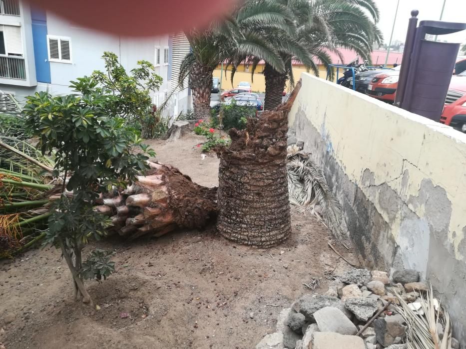 Cae una palmera en la capital grancanaria