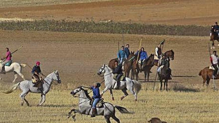 El bóvido da muestras de su bravura persiguiendo a un caballo.