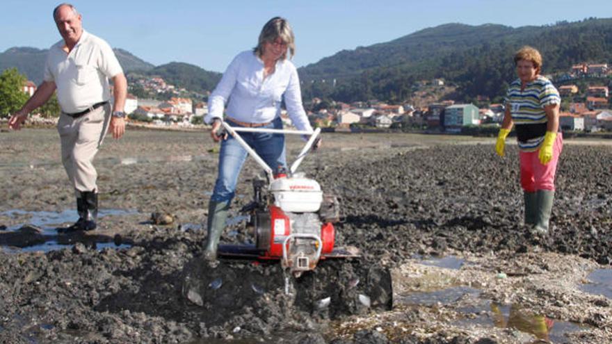 Rosa Quintana ayuda a la regeneración de la playa de Moaña