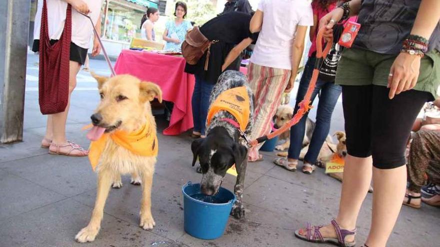 Defensa Animal conciencia contra el abandono