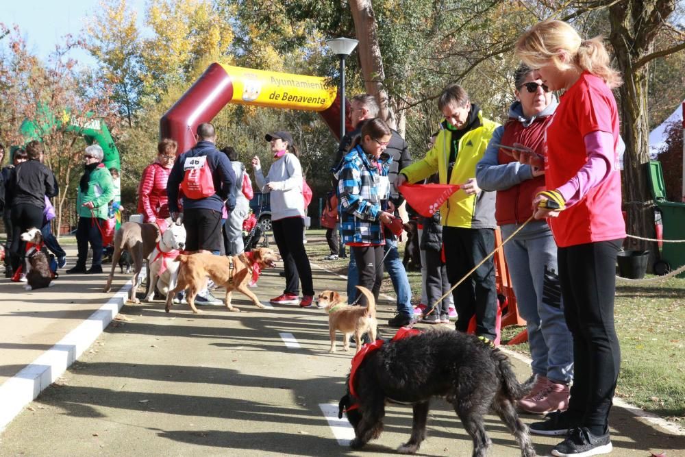 Así ha sido la Doggie Race en Benavente