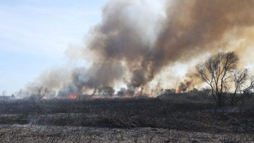 Controlado el incendio forestal de s&#039;Albufera tras quemar 50,4 hectáreas de cañizo