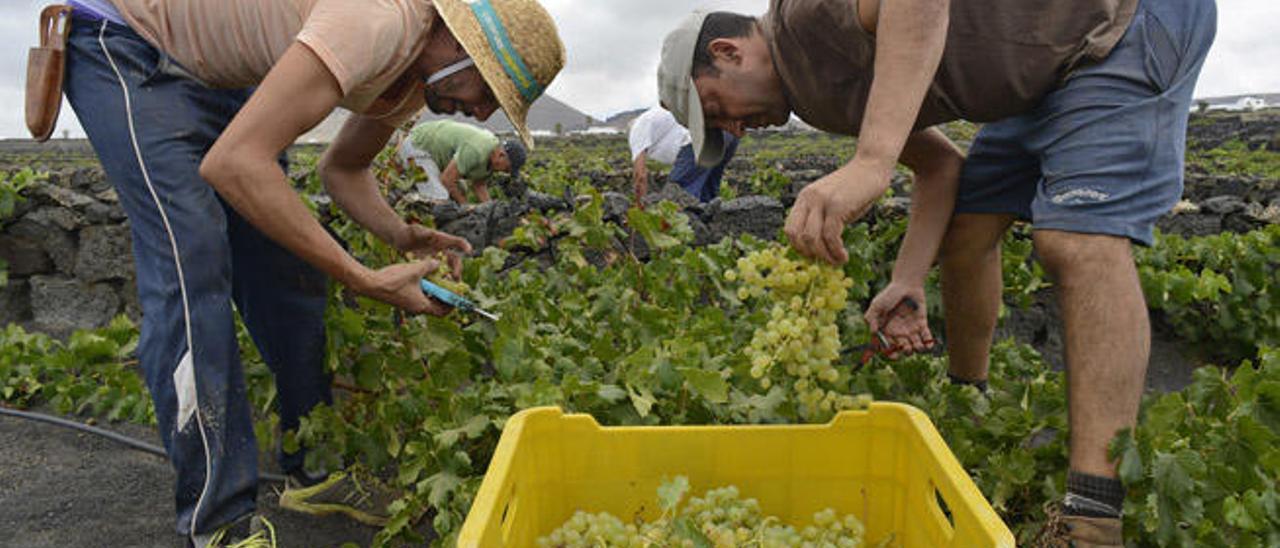 Operarios de Bodegas La Florida, ayer, durante la recolección de uva malvasía volcánica en la finca.