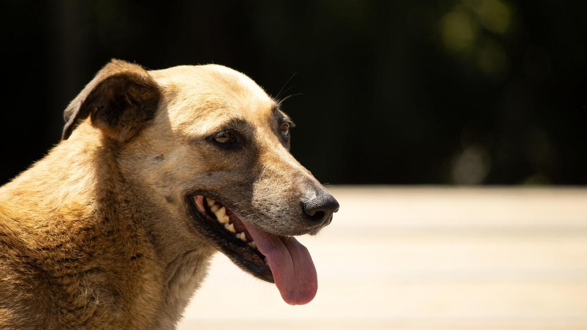 ¿Está tu mascota en peligro por el calor? Las señales que deben ponerte en alerta