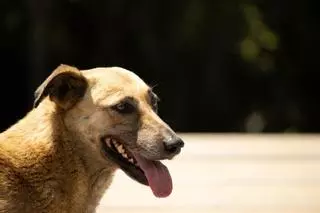¿Está tu mascota en peligro por el calor? Las señales que deben ponerte en alerta