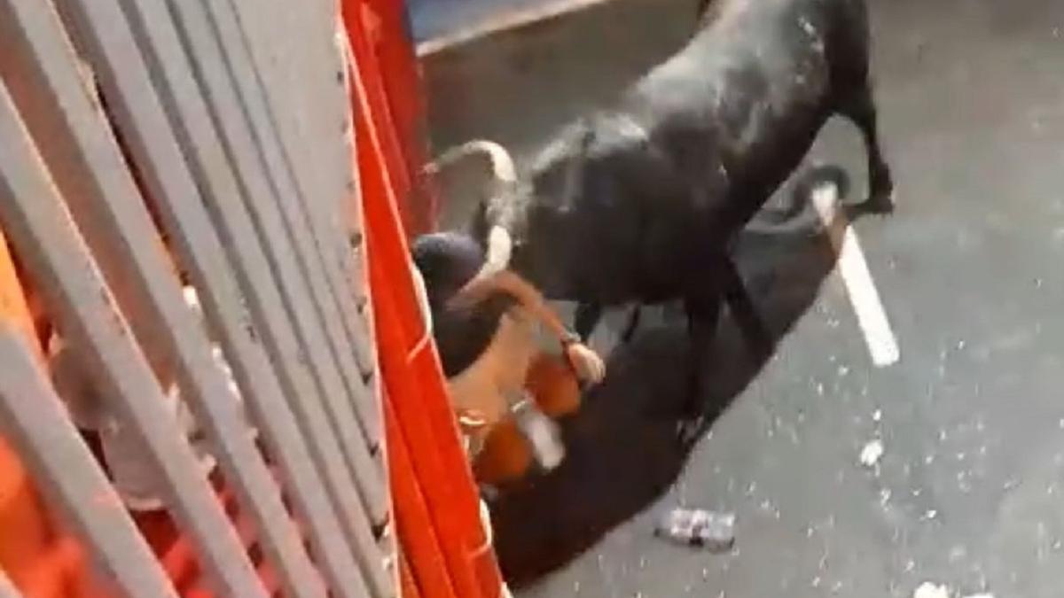 Escalofriante cogida en los "bous al carrer" de Calp.