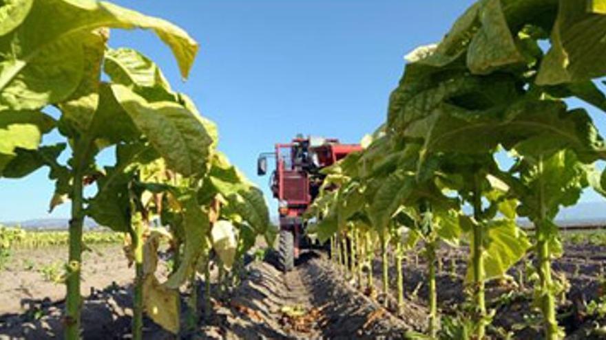 Vara defiende en Verona la necesidad de desligar el cultivo del tabaco del consumo