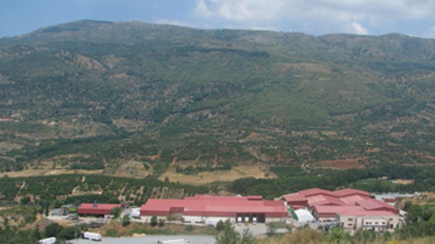 La Agrupación de Cooperativas del Valle del Jerte producirá en torno a 2.5 millones de kilos de castañas