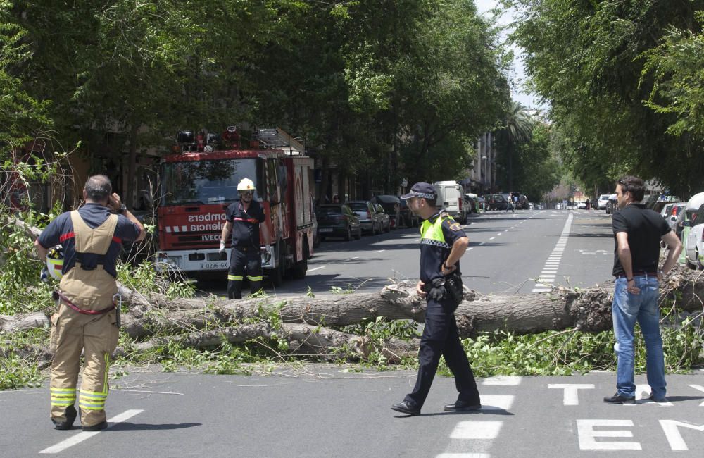 Un árbol se derrumba en la avenida de Burjassot de Valencia