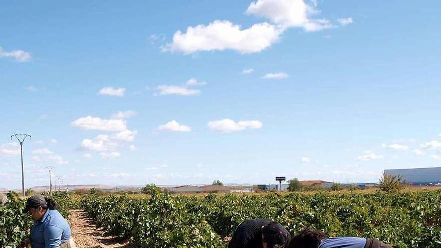 Tres personas recogen uvas en una pasada campaña de vendimia en la D. O. Toro.