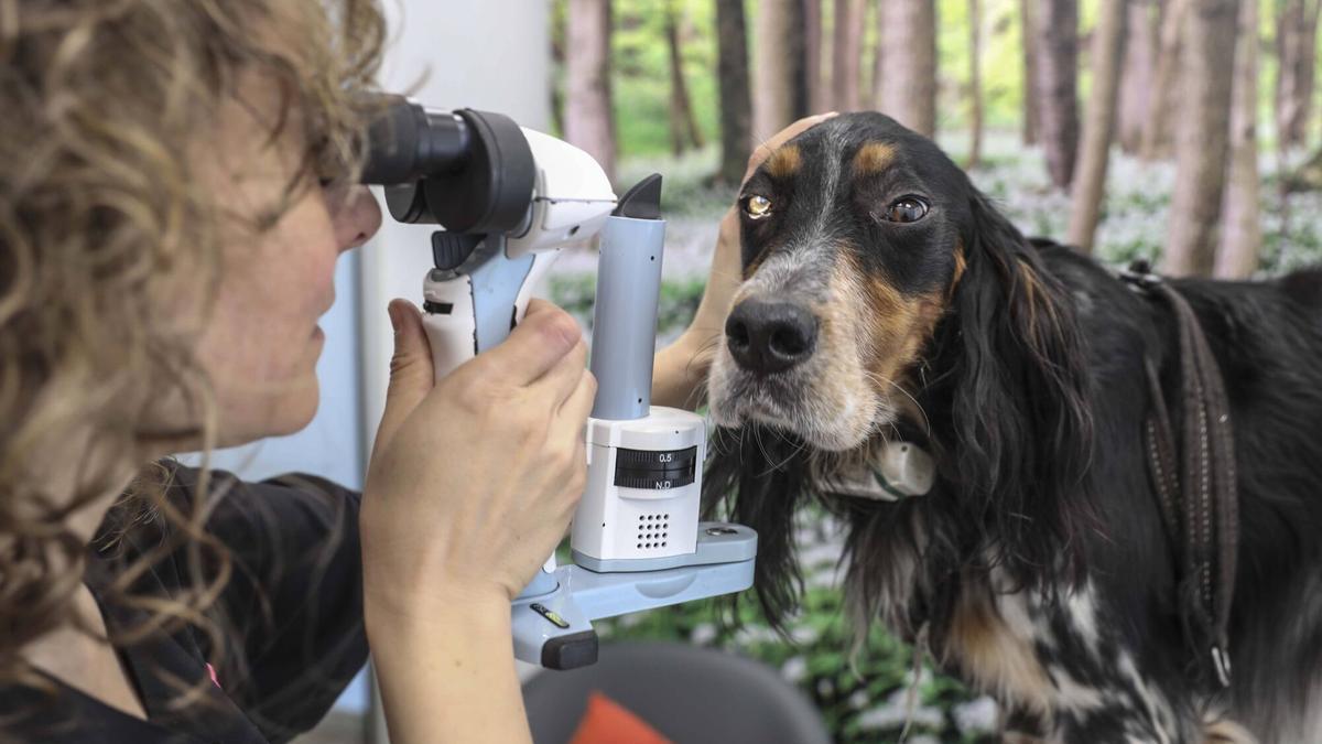 Un veterinaria, revisando la vista a un perro.
