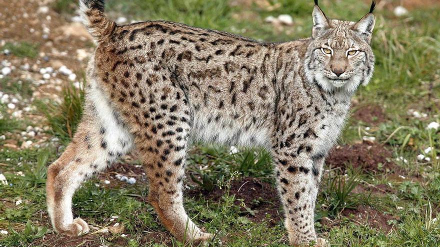 Un ejemplar de lince ibérico. // Reuters