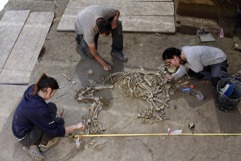 Desenterren un nou esquelet de tapir al Camp dels Ninots
