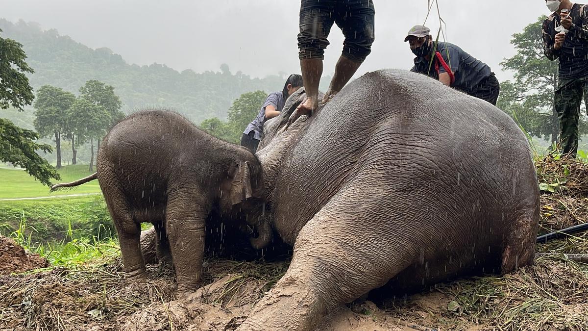 Rescate de los dos elefantes tras caer en una zanja en Tailandia. 