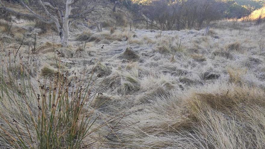 Las primeras heladas del otoño de 2020 en el Vinalopó.