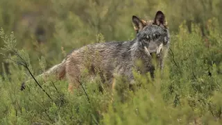 Radiografía del lobo ibérico en la Sierra de Madrid: entre especie protegida y especie a cazar por sus ataques al ganado