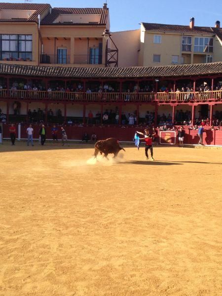 Toro de cajón y encierro urbano en Toro